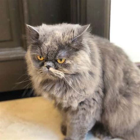 gato persa cinza-1